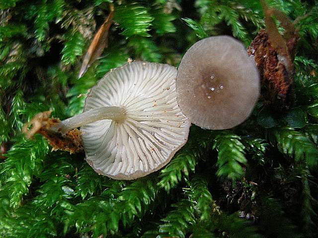 La Flora fungina negli aspetti microclimatici subtropicali